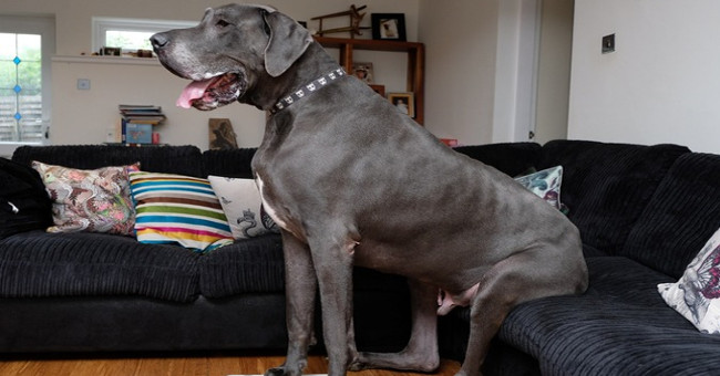 The largest dog in the UK is as heavy as a baby elephant