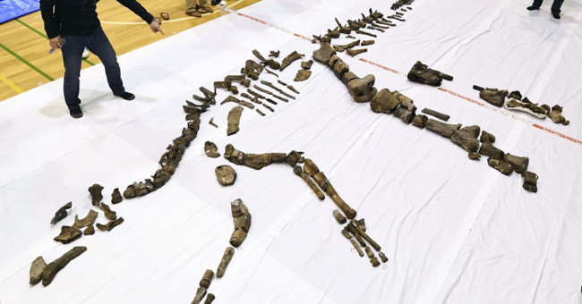 The largest fossil dinosaur skeleton discovered