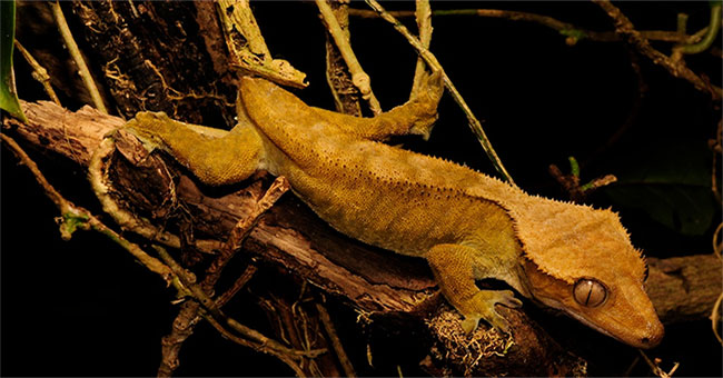The largest gecko species exists on Earth