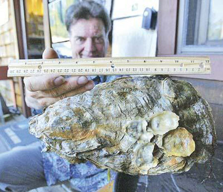 The largest oyster in the world
