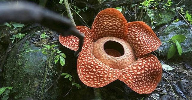 The largest scavenger flower in the world blooms in Indonesia