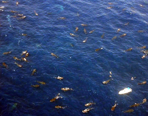 The largest whale shark population ever