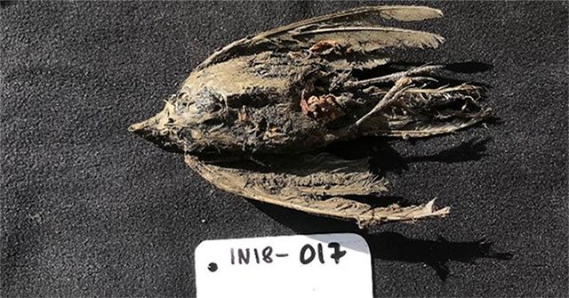 The lark was discovered intact after 46,000 years buried under ice
