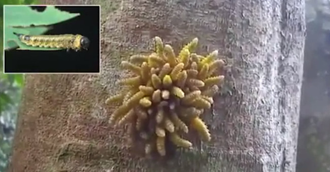The larvae are snuggled into a big tuft for self-defense