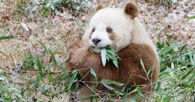 The last brown panda lived through the winter -30 degrees