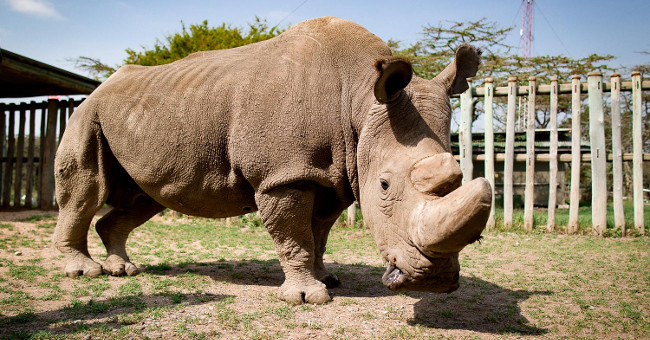 The last male North African white rhinoceros died
