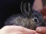 The last purebred male rabbit died