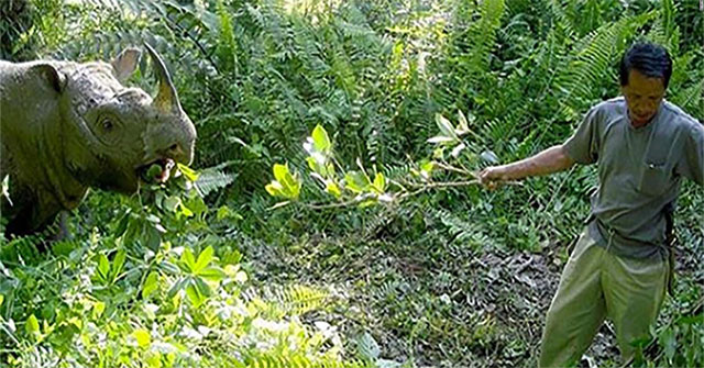The last Sumatra rhino in Malaysia died