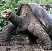 The late George tortoise still has relatives