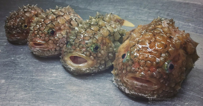 The latest set of 'water monsters' of Russian fishermen makes netizens pale