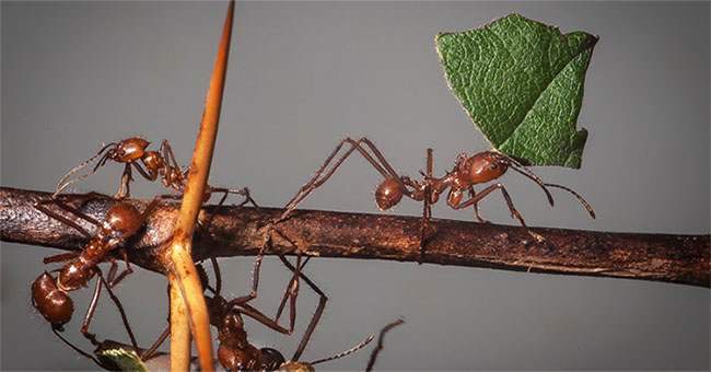 The leaf-cutting ant accelerates when it feels like it's going to rain