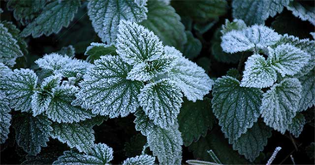 The leaf-inspired surface helps prevent frost