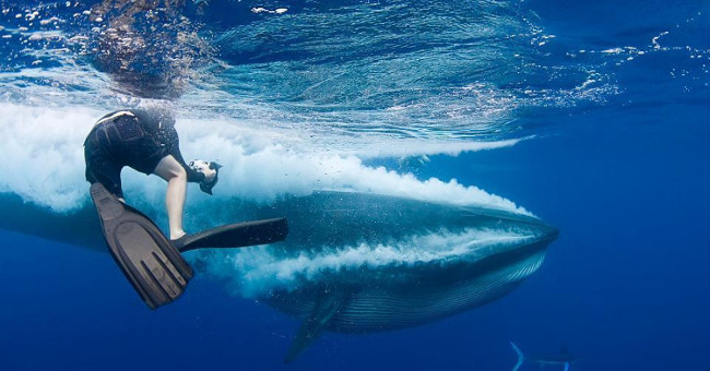 The least known close-up picture of the whale in the world
