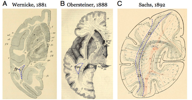 The least known parts of the human body
