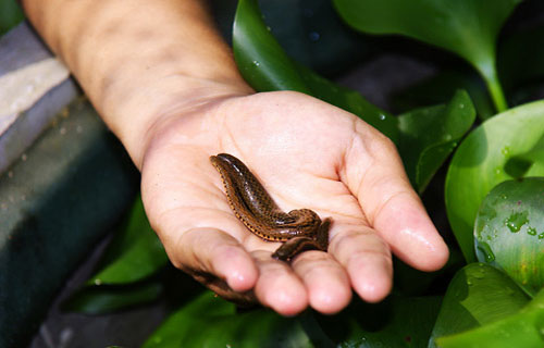 The leech has the teeth in the human nose