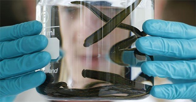 The leeches hold the 'key' to prevent future corona virus outbreaks
