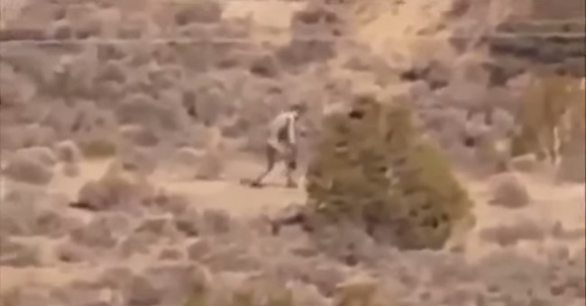 The legendary blood-sucking monster chupacabra appeared again?