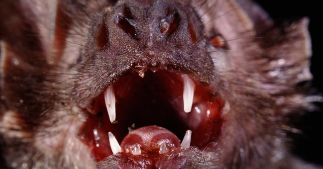 The legendary 'vampire' and the truth you certainly don't know