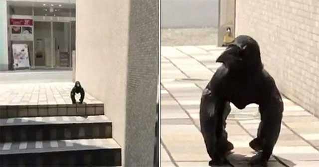 The legless crow makes panic