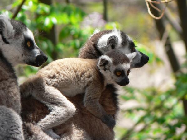 The lemur genome fossils reveal the origin and evolution of HIV as well as other lentiviruses in primates