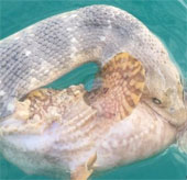 The lethal cobra fight with the demon face fish