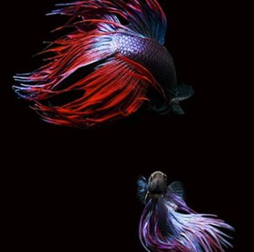The liae fish swept away the air when fighting