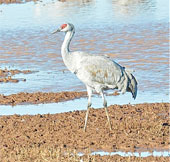 The life of the gray crane