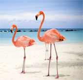 The life secret of animals