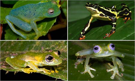 The link between global warming and the disappearance of frogs is a challenge