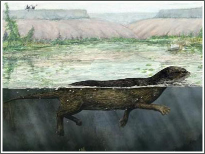The link lacks the origin of seals, sea lions and walruses