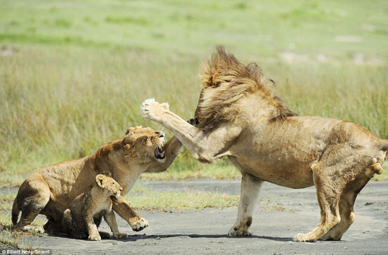 The lion child risked his argument against his parents