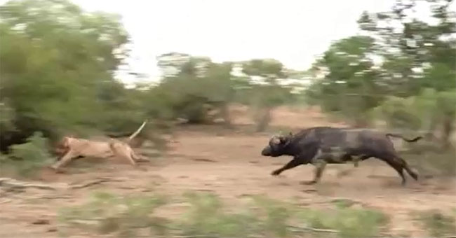 The lion hero chasing the whole buffalo herd and unexpected developments