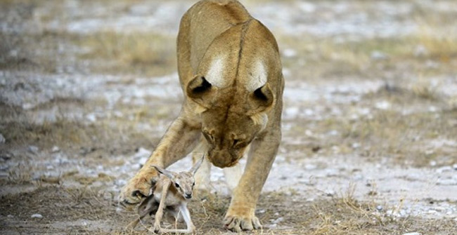 The lion loses her cuddle and caresses