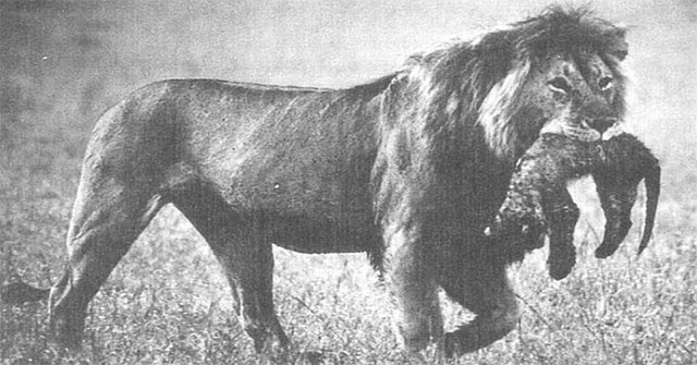 The lion mother eats his child: Why is 'Tiger not eating children' but lion do so?