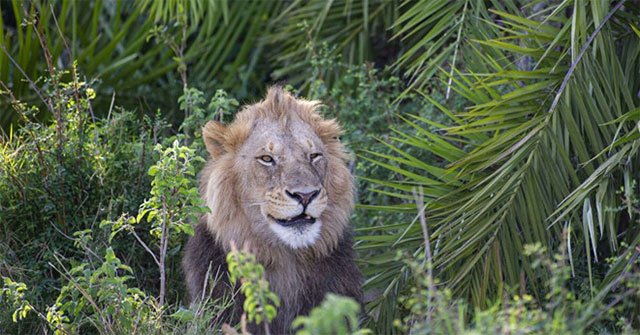 The lion smiled mysteriously in front of the camera lens