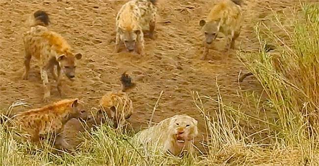 The lion was cornered by the hyenas, the savior suddenly appeared
