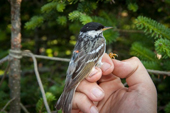 The little bird flies without a break through the Atlantic Ocean