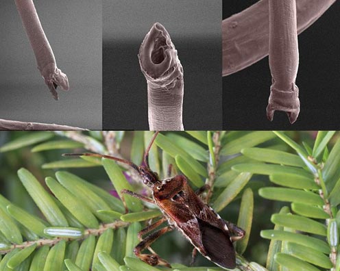 The 'little boy' ruined the reproductive ability of seed beetles