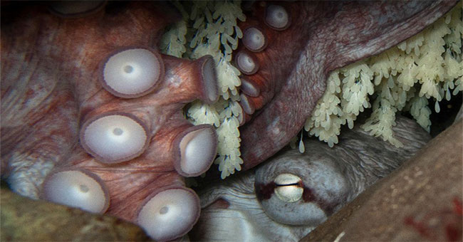 The little-known dark secret of the octopus has now been discovered by science
