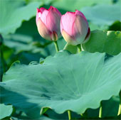 The little-known use of lotus and lotus leaves