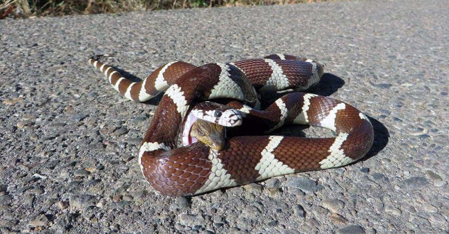 The lizard swallowed in the stomach still stuck its head into a snake's bite