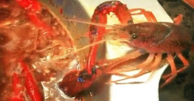 The lobster chooses itself to escape from the hotpot