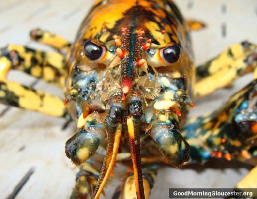 The lobster has the most strange shape in the world