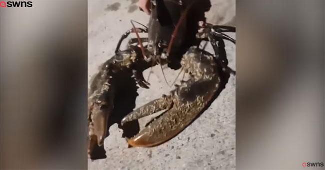 The lobster is 1.2 meters long and the pair is more oversized