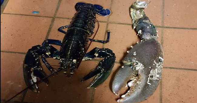 The lobster is bigger than the hand
