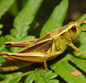The locust's love changes because of the noise
