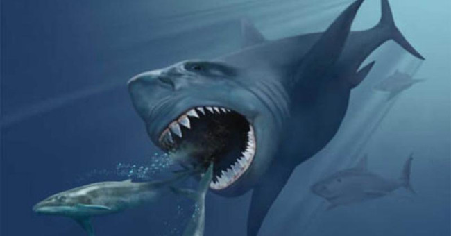 The long shark is a car that once raged in the ocean