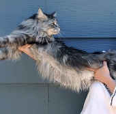 The longest cat in the world died