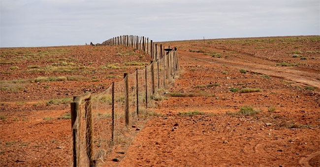 The longest fence in the world separates the desert of Australia