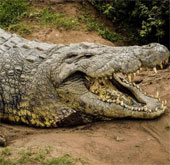 The longest live crocodile in the world